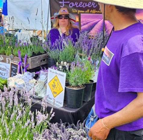 Lavender Festival 2024 Ca Tiffy Melisande