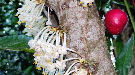 Tasting Phaleria Clerodendron A Mahkota Deva Relative From Australia