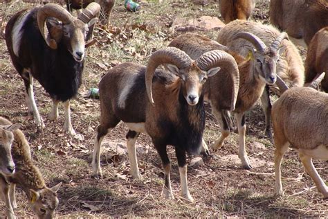 European Mouflon Sheep Rams Flickr Photo Sharing