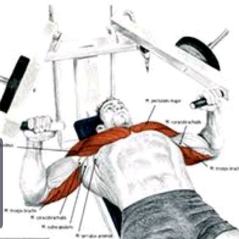 Hammer Chest Press Lying By David M Exercise How To Skimble