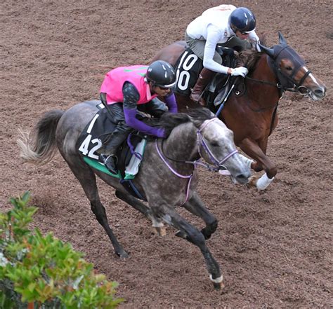 【神戸新聞杯】ヴェローナシチー 菊花賞へ勝負駆け 佐々木師「青写真通り」 競馬ニュース Netkeiba