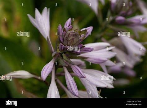 Purple hosta hi-res stock photography and images - Alamy