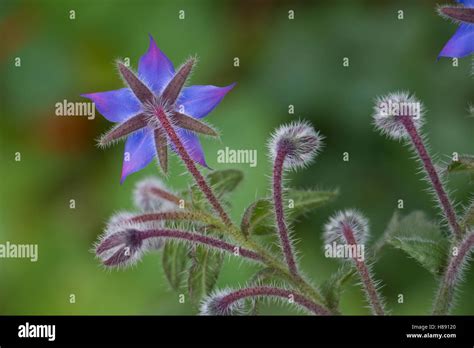 Borage Flower Borago Officinalis Laso Known As Starflower Stock Photo