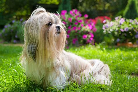 Qual Il Carattere Dello Shih Tzu Amici Di Casa