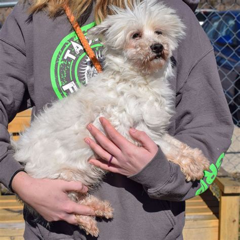 Alfie, a Senior Maltese, is up for Adoption - Rocky Kanaka