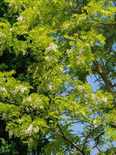 Robinia Pseudoacacia Frisia Geelbladige Acacia Bloemenpark Appeltern