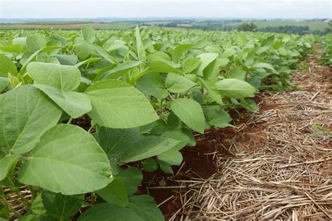 Cultivar De Soja Portal Embrapa