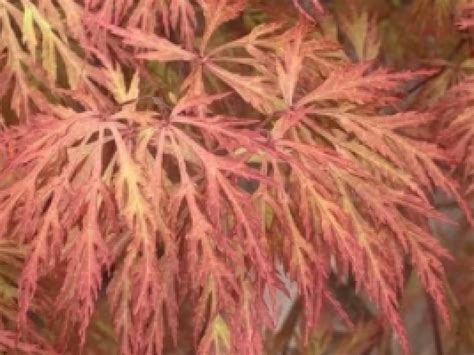 Berrima Bridge Dissectum Japanese Maple Raraflora