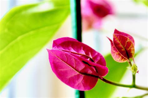 900+ Free Bougainvillea & Nature Images - Pixabay