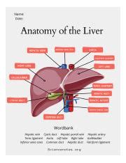 Anatomy Of The Liver Answer Png Name Date Anatomy Of The Liver