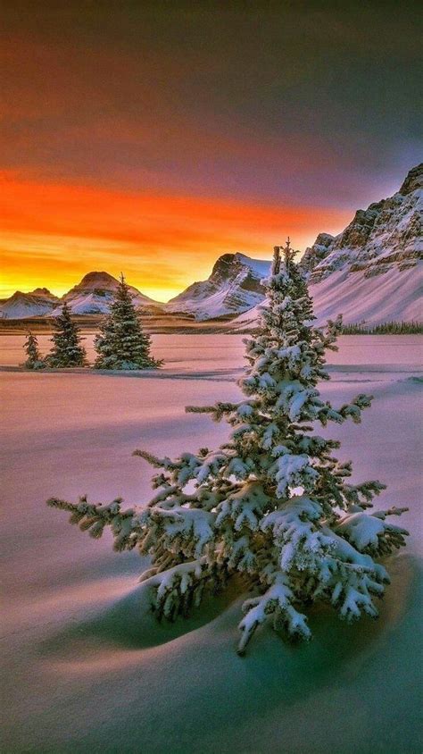 Winter Wonderland: Snowy Pine Tree in a Serene Landscape