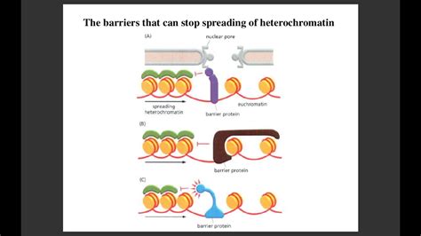 lecture  histone code  reader writer complexes youtube