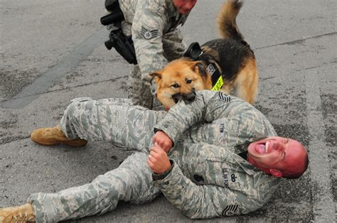 Airmen Military Working Dogs Test Defense Skills Pacific Air Forces