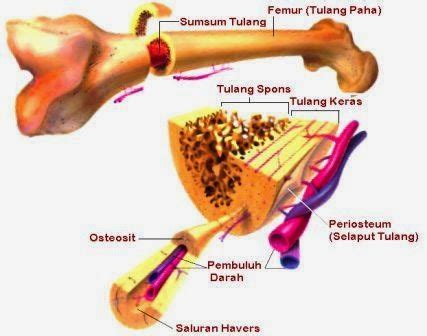 Anatomi Tulang Manusia - Tulang Rawan dan Tulang Keras - DosenBiologi.com