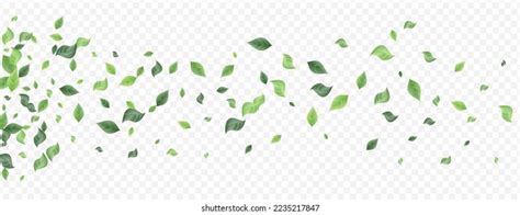 Swamp Leaf Fresh Vector Transparent Background Stock Vector Royalty