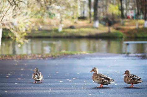 Los Patos Nadan En El Lago En Invierno Una Bandada De Patos Se Prepara