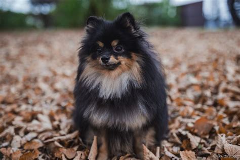 Spitz Alemão valor cuidados e características da raça