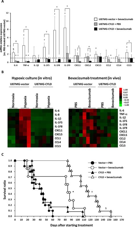 A Mrna Expression Of Various Inflammatory Cytokines In U Mg Vector