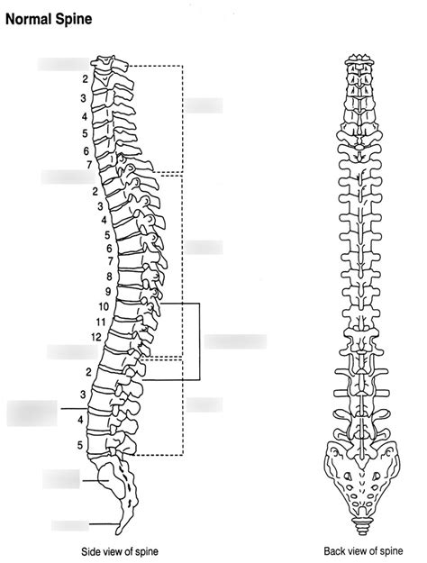 Human Osteology An Vertebral Column Diagram Quizlet