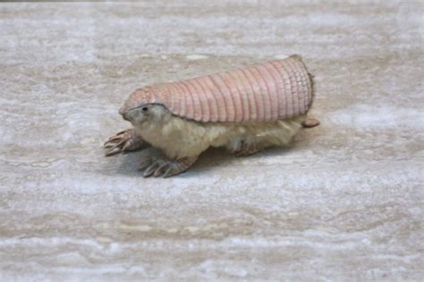 8 Fakta Pink Fairy Armadillo Hewan Unik Dari Argentina