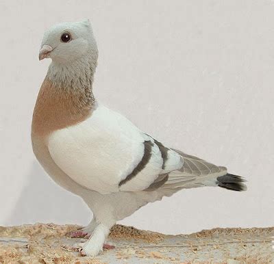 Lucerne Gold Collar Pigeon ~ ENCYCLOPEDIA OF PIGEON BREEDS