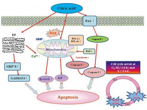 Citric Acid Induces Cell Cycle Arrest And Apoptosis Of Human