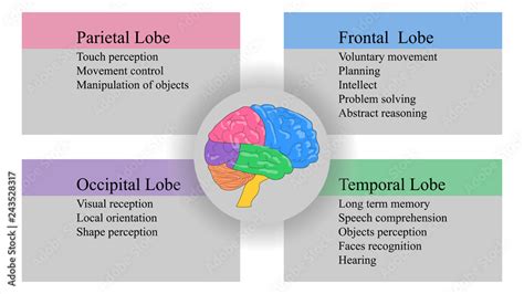 Brain lobes vector illustration. Human brain infographic vector. Brain ...