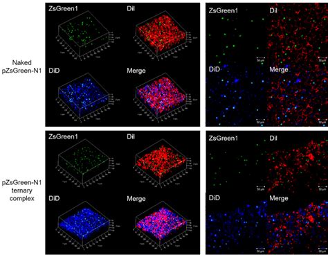 Spatial Distribution Of Gene Expression Naked Pzsgreen N And The