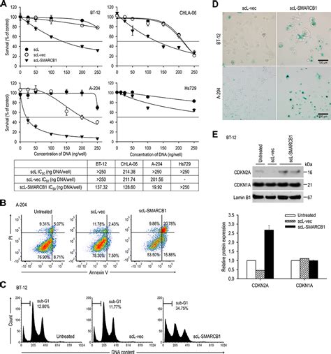 SMARCB1 Gene Therapy With Novel Tumor Targeted Nanomedicine IJN