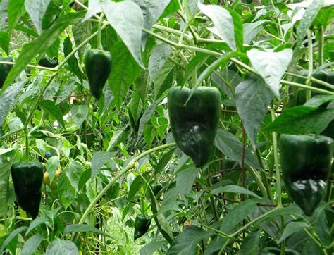 Organic Heirloom Ancho Poblano Peppers Capsicum Annuum 30 Seeds