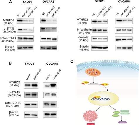 Mthfd Regulates Ovarian Cancer Cell Progression Via Stat Pathway A