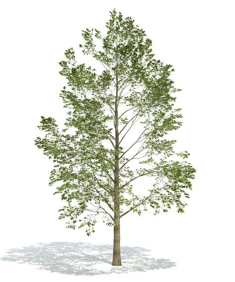 populus alba 나무 포토샵 정원