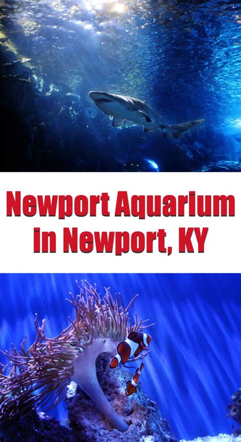 Newport Aquarium in Newport, KY - have-kids-will-travel.com