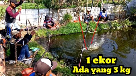 Mancing Borongan Satu Kolam Juta Ikan Gurami Dan Nila Youtube