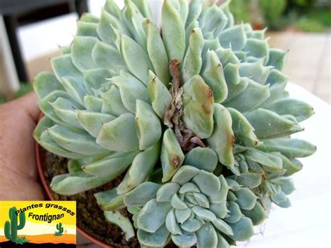 Echeveria Iria Echeveria Succulents Plants