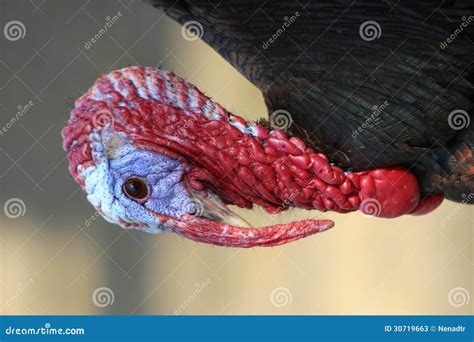 Turkey stock image. Image of livestock, male, blue, farm - 30719663