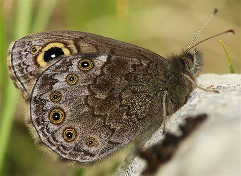 Lasiommata Petropolitana European Lépidoptères