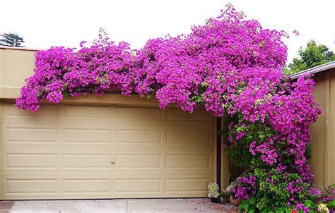 How To Prune An Overgrown Bougainvillea Bougainvillea Bougainvillea