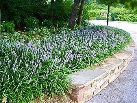 Big Blue Liriope Muscari 12 Quart Size Plants Drought Tolerant Low