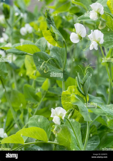 Garden pea plants. Traditional white flower variety Stock Photo - Alamy