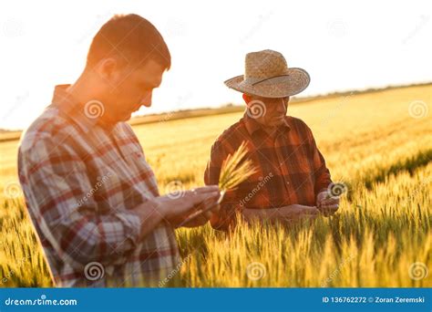 Two Farmers In A Field Examining Wheat Crop Stock Photo Image Of