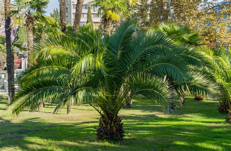 Palma Da Giardino Quale Scegliere Planeta SRL Blog