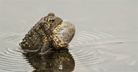 American Toad - A-Z Animals