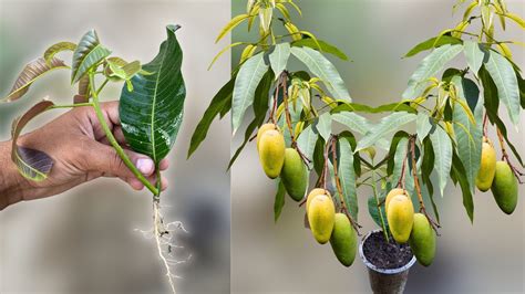 How To Grow Mango Tree From Mango Leave How To Grow Mango At Home