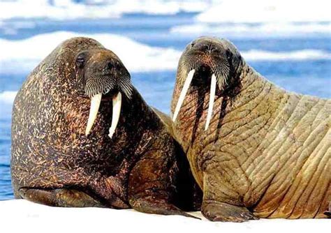 walrus pictures