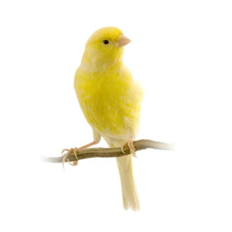 Yellow Canary Serinus Canaria On Its Perch Stock Photo