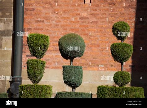 Jard N Topiary Setos Recortados En La Iglesia De Los Santos Pedro Y