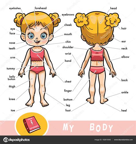 Imágenes partes del cuerpo humano Diccionario visual para niños