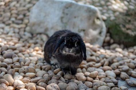 Holland Lop Colors Rarest To Most Common A Z Animals
