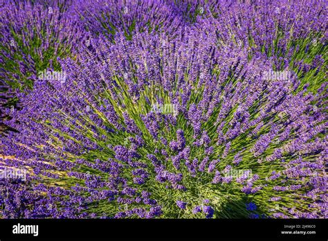 Beautiful Lavender Fields In Mount Hood Oregon Stock Photo Alamy